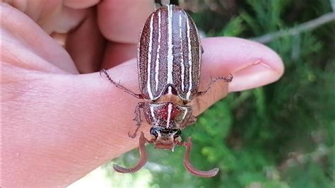 ESCARABAJO CONEJO Polyphylla Decemlineata MACHO Escarabajo De