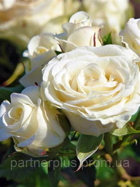Роза спрей Белая мелкоцветная (Spray white) (ID#1793476395), цена: 150 ...