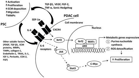 Schematic Diagram Illustrating The Pathways Activated By PSC Soluble