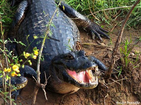 Кайманы (Caiman) » ИнфоГлаз
