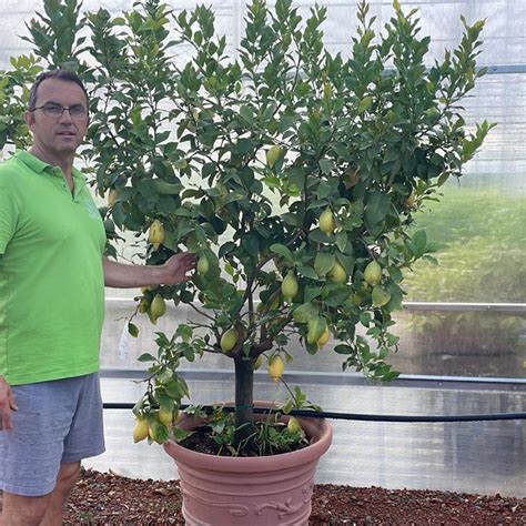 Pianta Di Limone Stagioni In Vaso Resina Cm Savini Vivai