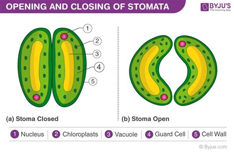 Stomata Structure Functions Types Mechanism Of Stomata