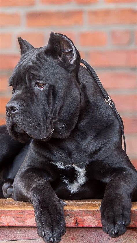 Cane Corso Dog Wallpapers Top Free Cane Corso Dog Backgrounds