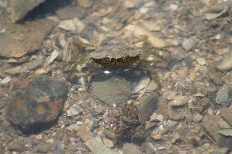 cangrejo en agua rompecabezas en línea