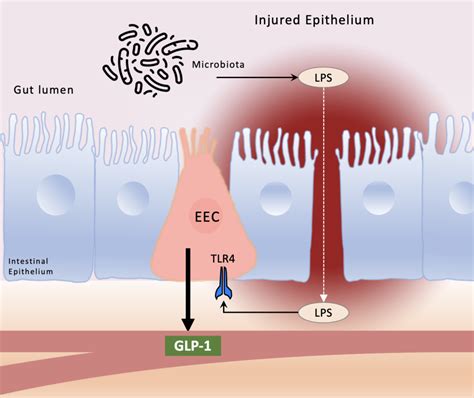 A Surprising Role For Enteroendocrine Cells And Glp In Regulating