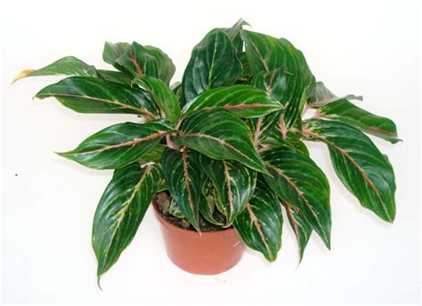 New Pink Variegated Chinese Evergreens Aglaonema Sapphire Suzanne