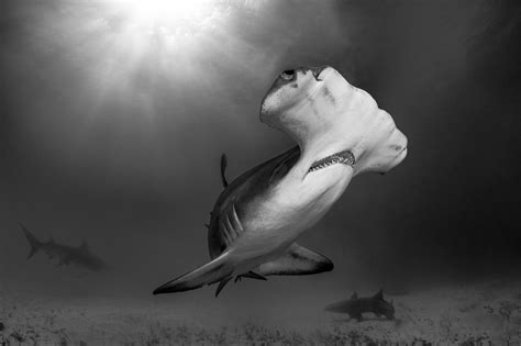 Black and White Hammerhead Shark Photo Print Called tickle My Chin - Etsy