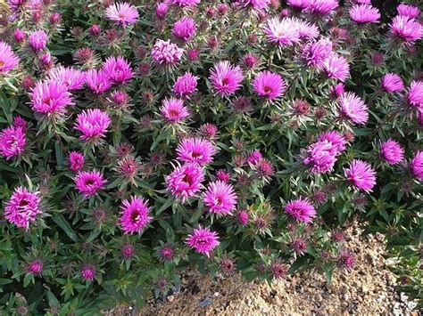 Aster Symphyotrichum Novae Angliae Vibrant Dome