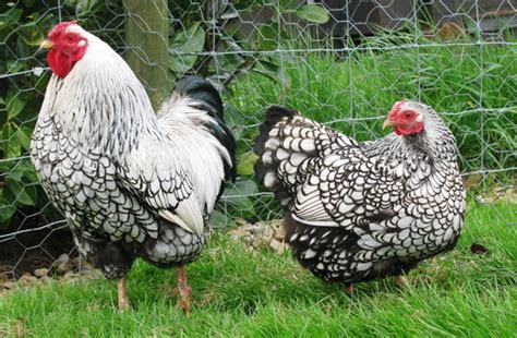 Silver Laced Wyandotte Bantams Chickens For Sale