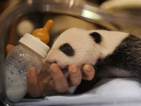 Baby Panda Twins Born in Madrid Zoo - CBS News