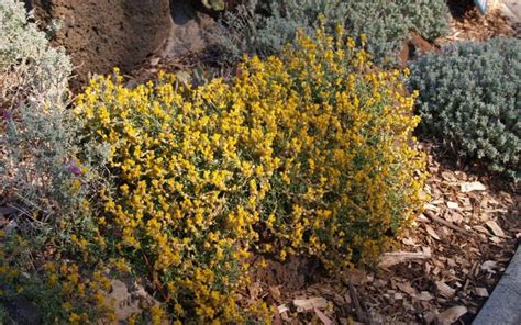 Chrysocephalum apiculatum (Syn. Helichrysum apiculatum) | Plant Select