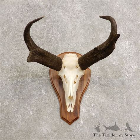 Pronghorn Skull And Horns European Mount For Sale 20447 The Taxidermy