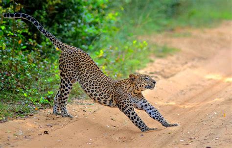 Wilpattu National Park Safari and Wilpattu safari tours