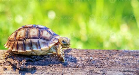 Close Up Of Sulcata Tortoise Or African Spurred Tortoise Classified As