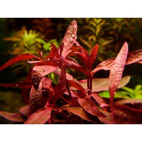 Jual Alternanthera Sessilis Tanaman Aquascape Tanaman Aquariumi