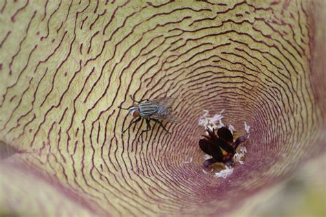 Stapelia Gigante Jard N Nico De Maracaibo Nubardo Elias Coy