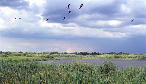 Lake Steinhude Living Lakes Network