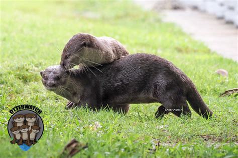 Otters Mating In Marina Reservoir Caught On Video Mothership Sg