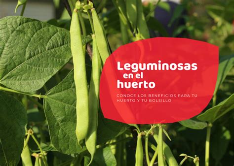 Los Beneficios Del Cultivo De Leguminosas – Themelower