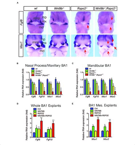 A Whole Mount In Situ Hybridization Analysis For Fgf And Msx Gene