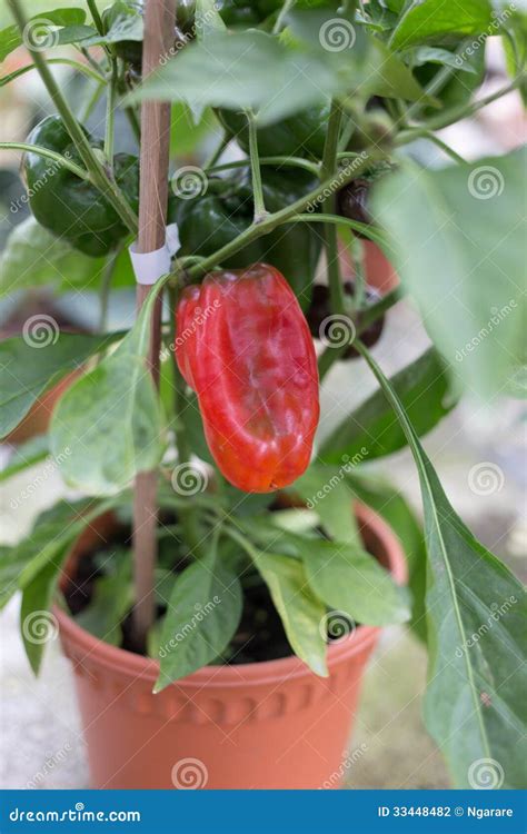 Pimenta Doce De Bell Capsicum Na Planta Foto De Stock Imagem De