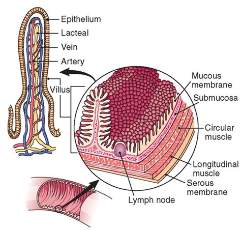 HUMAN DIGESTIVE SYSTEM Biology Notes