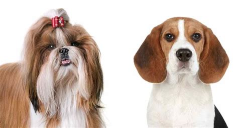 Beagle Shih Tzu Mix – A New and Unique Combination