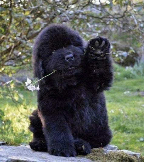 430 Newfoundland / Mastiff Dogs ideas in 2021 | dogs, newfoundland ...