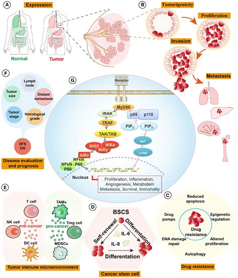 Frontiers Myd Signaling Pathways Role In Breast Cancer