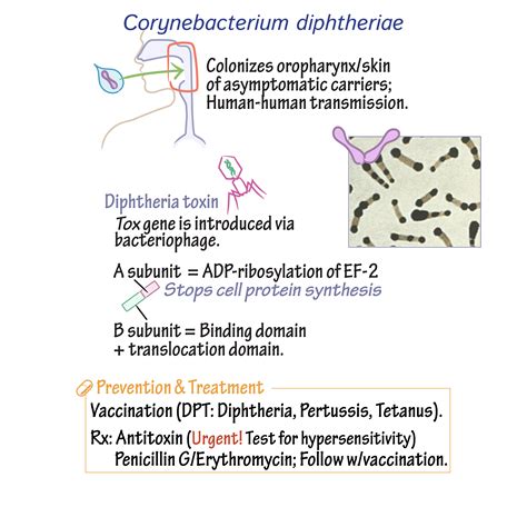 Immunology/Microbiology Glossary: Corynebacterium diphtheriae | Draw It