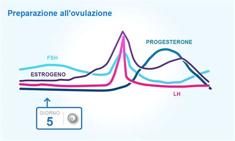 Ciclo Mestruale E Ovulazione Clearblue