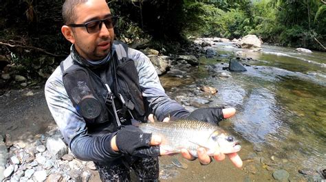 Pesca De Sabaleta Rio Santo Domingo San Francisco Antioquia