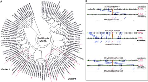 Duplicate Gene Pairs In Sen Nac Tfs A Phylogenetic Relationships