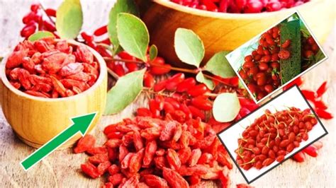 I 10 Benefici Per La Salute Delle Bacche Di Goji Miracolose Celimoondo