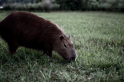 Facts about Capybaras - Interesting Facts