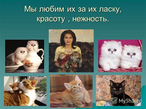 Презентация на тему: "МОУ «Чутеевская СОШ» «В гостях у тёти Кошки ...