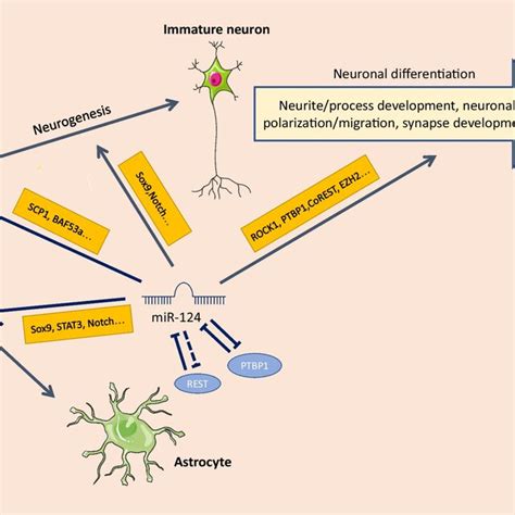 Regulation Of Neurogenesis Neurodevelopment And Astrogenesis By