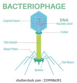 Structure Bacteriophage Virus That Infects Reproduces Stock Vector