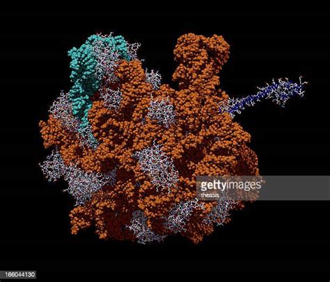 172 Ribosome Stock Photos High Res Pictures And Images Getty Images