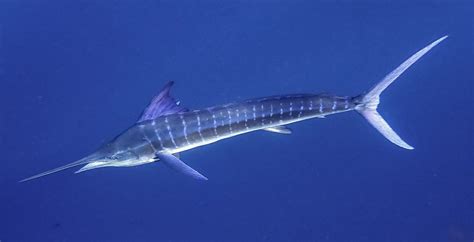 Striped Marlin Gt Offshore Fishing Charters Llc