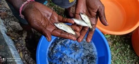 Koduva Seabass Fish at ₹ 10/piece | Thiruporur | Chennai | ID ...