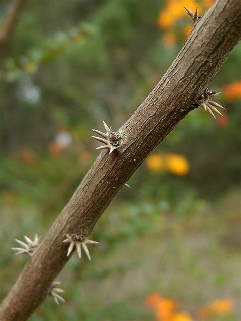 Darwin's Barberry | Scientific Name: Berberis darwinii Hook.… | Flickr