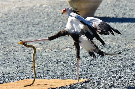 ヘビクイワシ 掛川花鳥園 生き物 美しいヘビ 美しい鳥