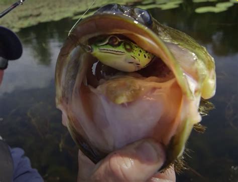 Live Target Hollow Body Frog Bass Lure Review Skate The Fly