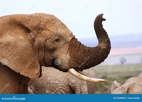 Male Elephant With Trunk Up Stock Photo - Image: 7049830