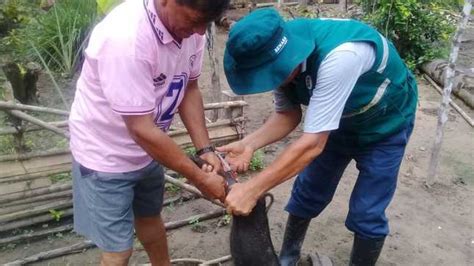 MINAGRI realizó en Pampa Hermosa masiva campaña de vacunación a ganado