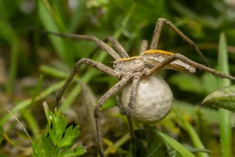 Como as aranhas se reproduzem? - Acasalamento e nascimento
