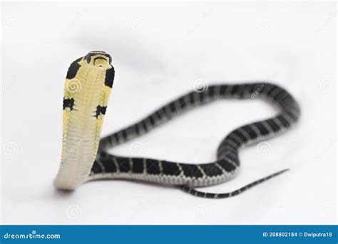 Baby King Cobra Ophiophagus Hannah Un Serpente Velenoso Originario Dell