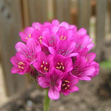 Armeria Morning Star Deep Rose – Armeria maritima cv seeds x20 – Ole ...
