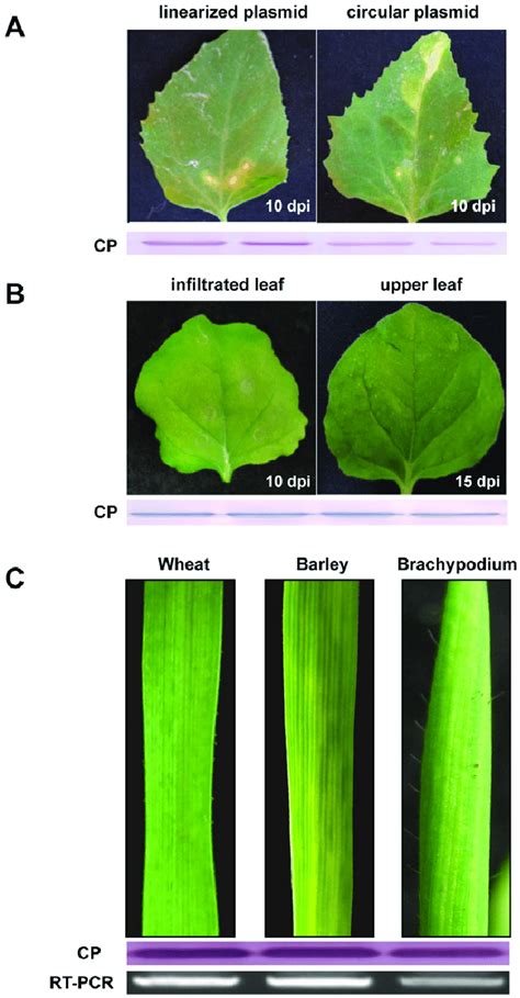 Agrobacterium Mediated Bsmv Infection Of N Benthamiana Wheat Barley